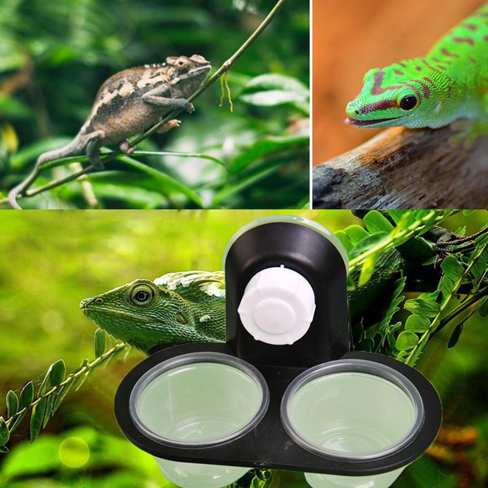 طبق طعام وجهاز توزيع مياه للمن - مراجعة Water Dish Reptile وسعره
